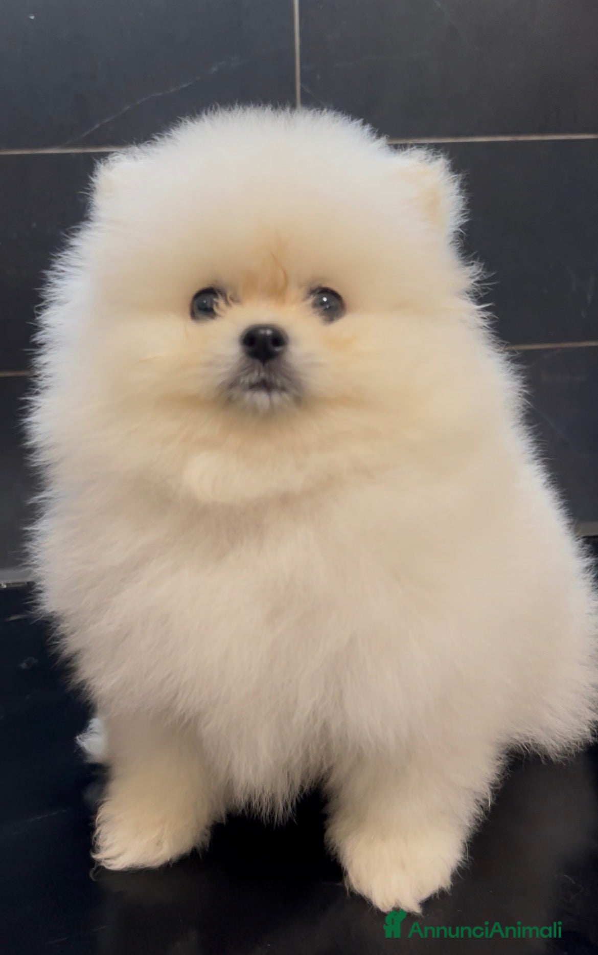 Spitz cani Pomerania Spitz Toy nano  - Annuncio 1
