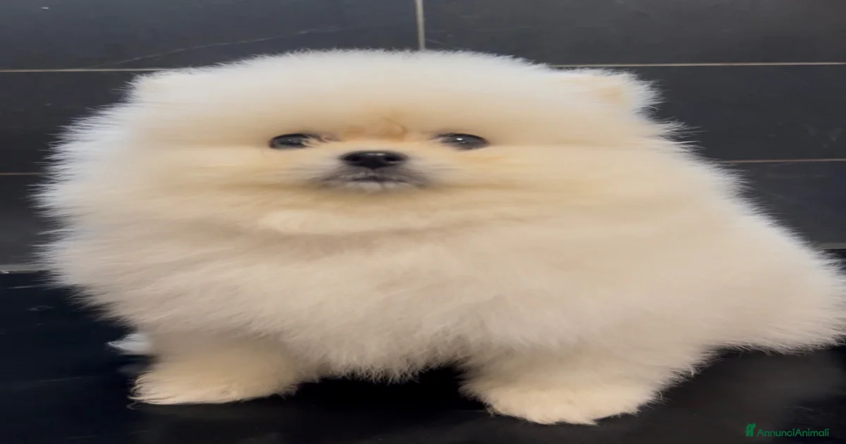 Cuccioli Pomerania toy in vendita | AnnunciAnimali