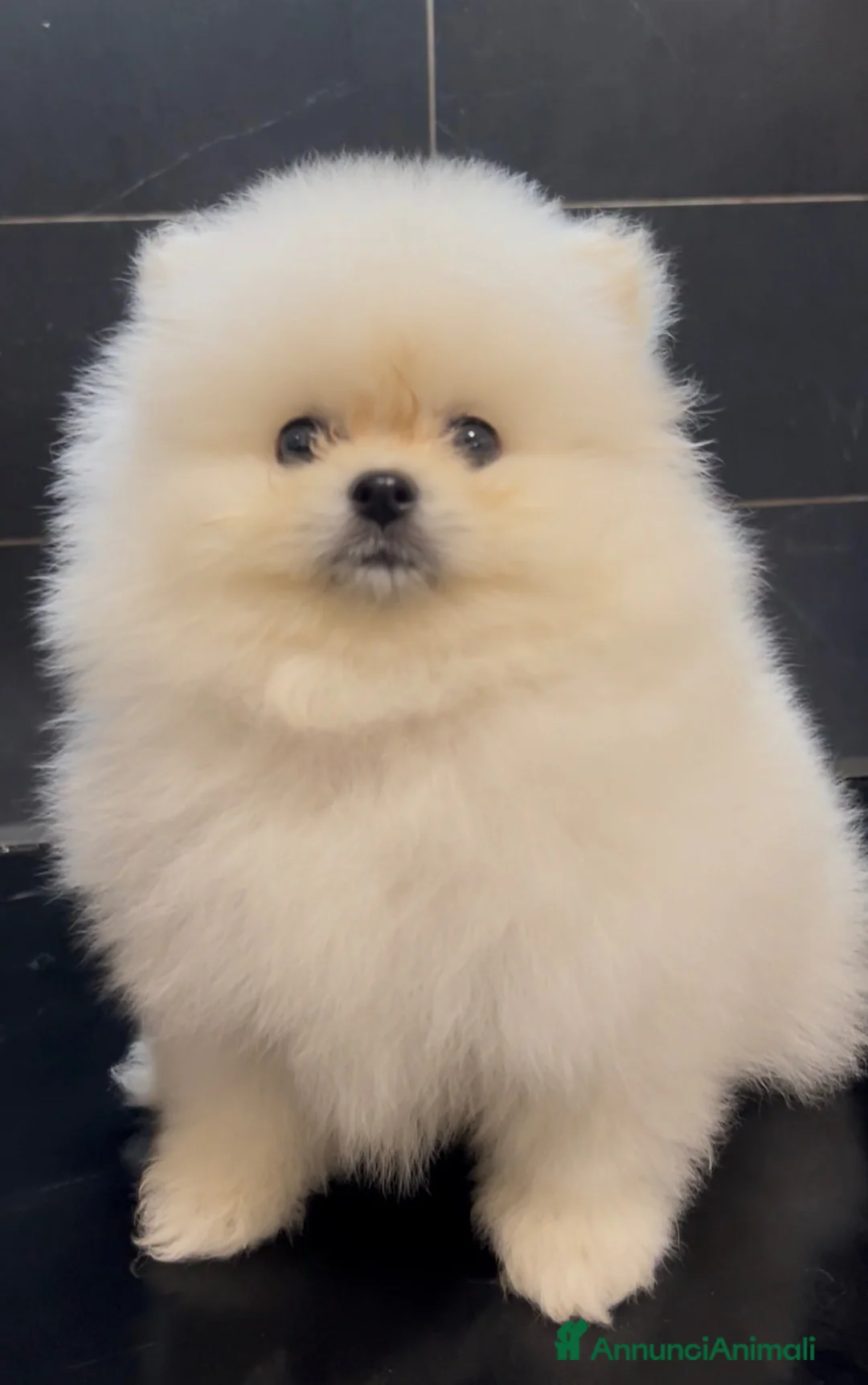 Spitz cani in vendita: Pomerania Spitz Toy nano  - Annuncio 1