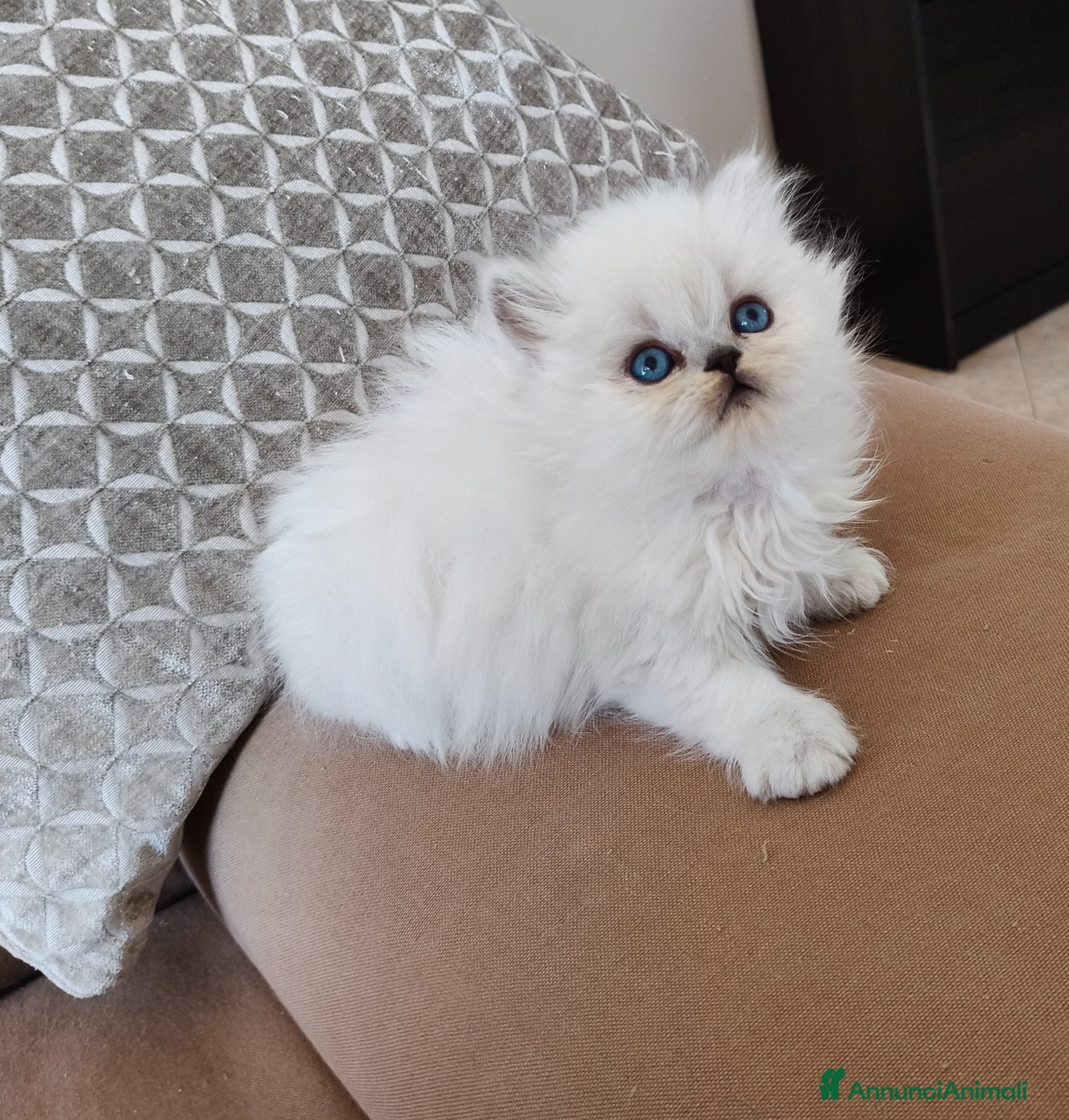 Persiano gatti Cucciolata persiani Chinchilla  - Annuncio 1