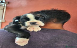 Boxer cani in vendita: bellissimi cuccioli di boxer a Città metropolitana di Roma Capitale - Immagine 2
