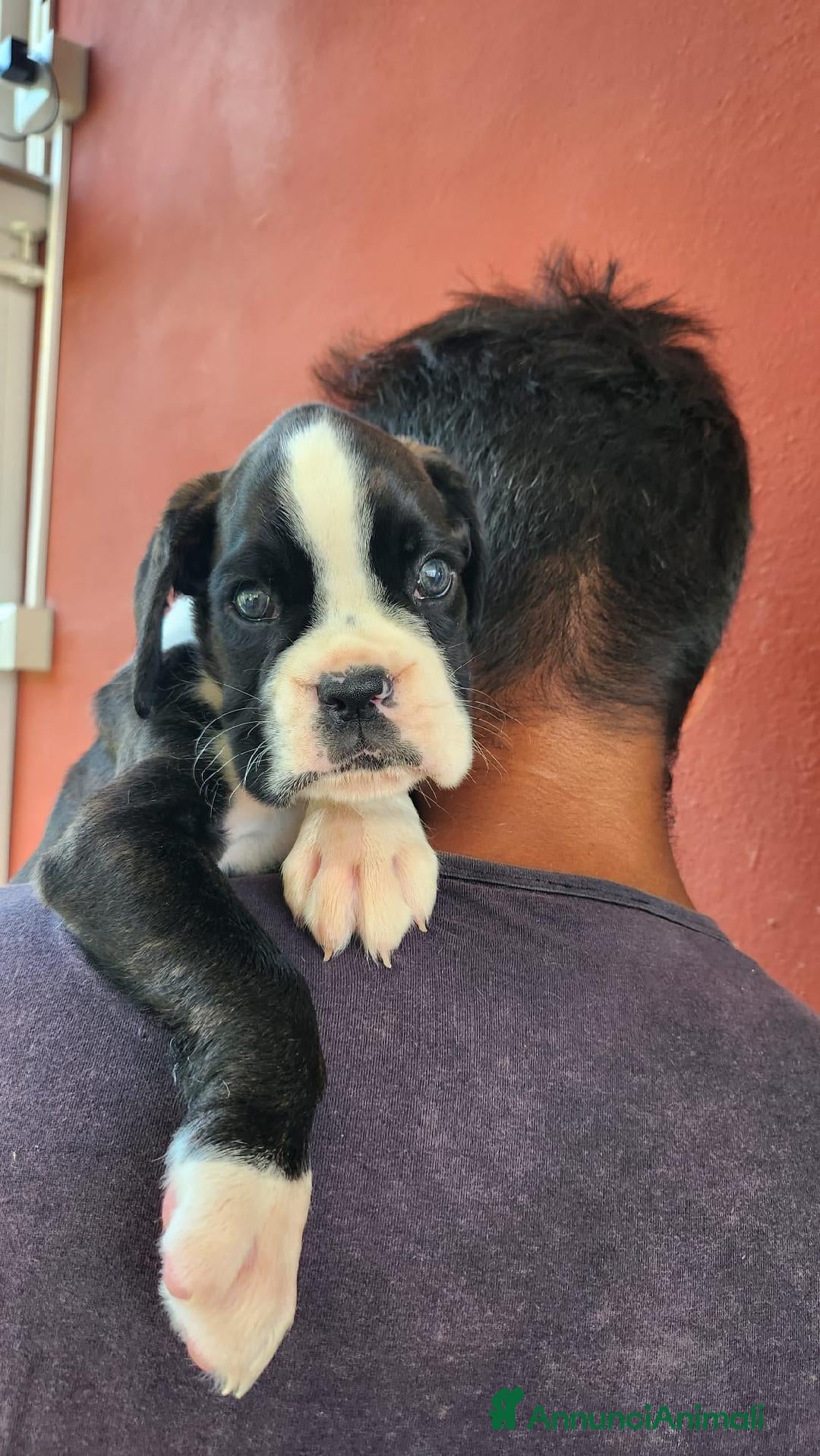 Boxer cani in vendita: bellissimi cuccioli di boxer a Città metropolitana di Roma Capitale - Immagine 2