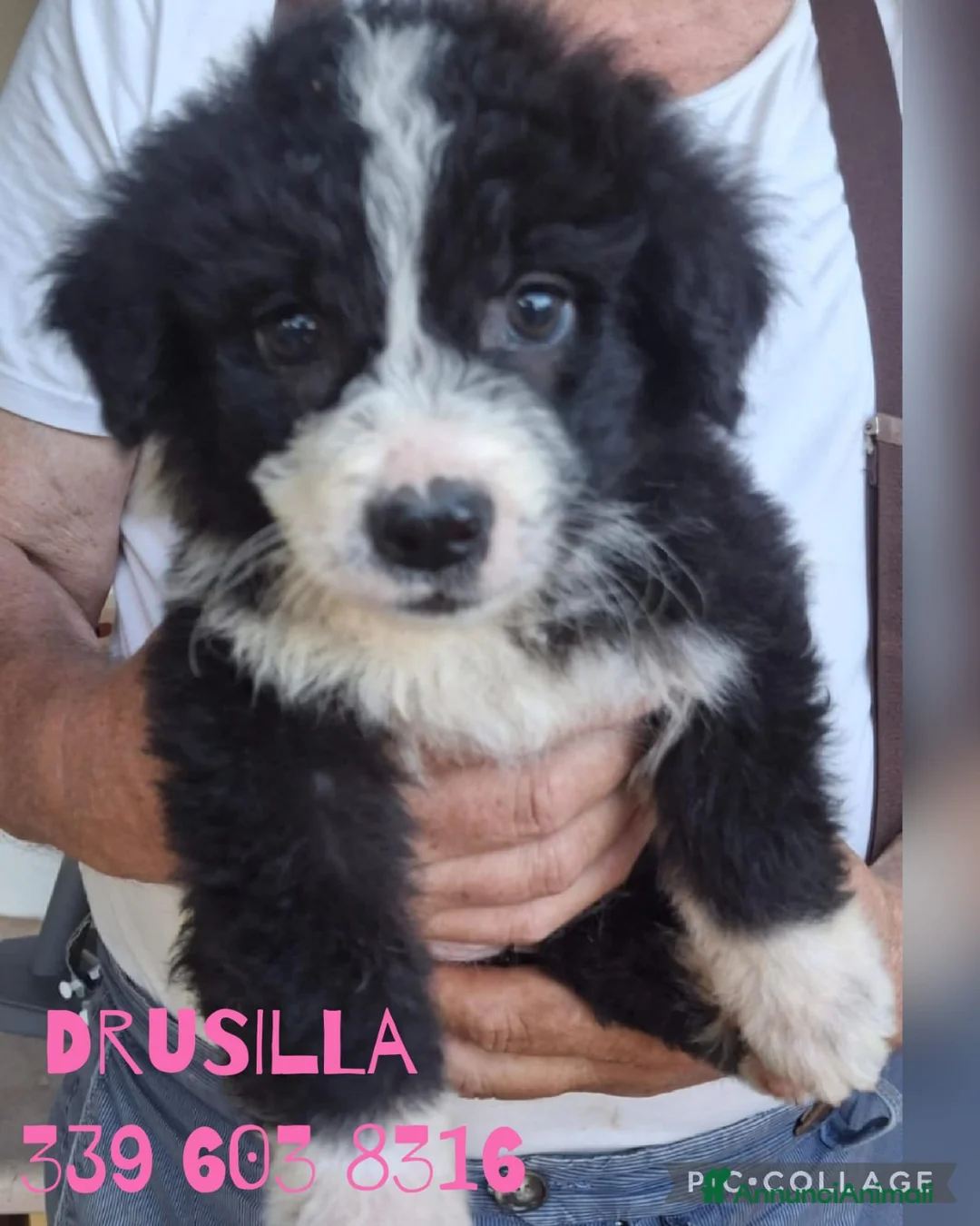 Meticcio cani in regalo: DRUSILLA 🩷 morbida come un abbraccio a Provincia di Verona - Annuncio 1