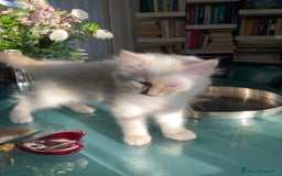 Siberiano gatti in vendita: Gatto siberiano anallergico con pedigree  a Ente di decentramento regionale di Udine - Immagine 4