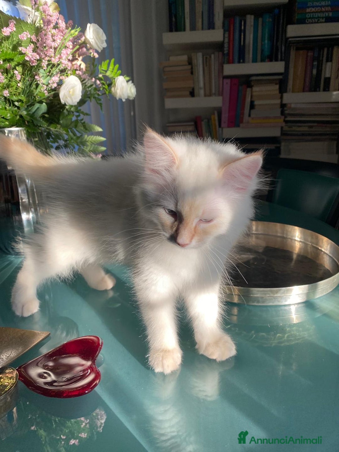 Siberiano gatti in vendita: Gatto siberiano anallergico con pedigree  a Ente di decentramento regionale di Udine - Immagine 4