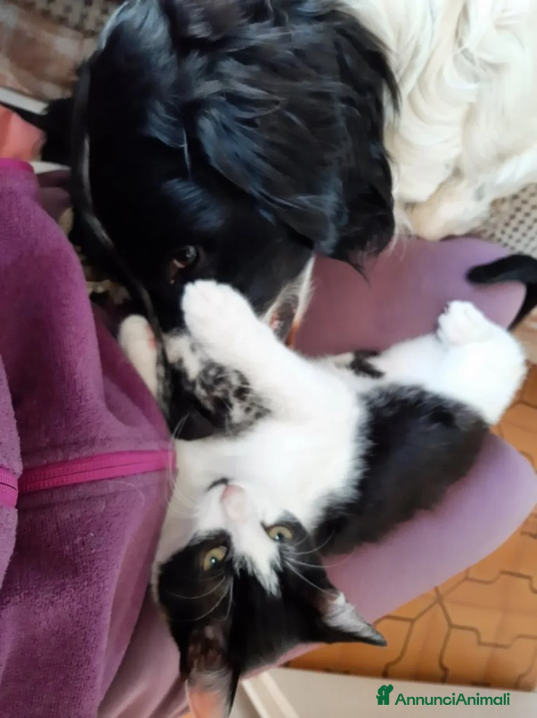 Setter Inglese cani in regalo: 🐾 Hiro, 6 anni, dolcissimo e educato, cerca casa - Annuncio 10