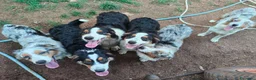 Australian Shepherd cani in vendita: cuccioli pastore australiano - australian shepherd - Annuncio 3