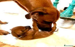 Rhodesian Ridgeback cani in vendita: Cuccioli pronti ad essere accolti  - Immagine 15