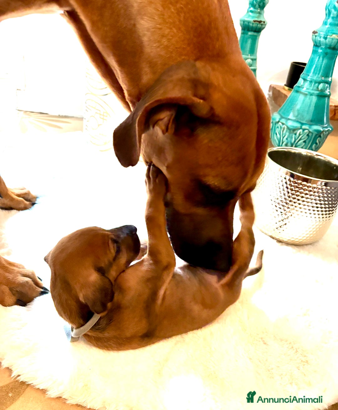 Rhodesian Ridgeback cani in vendita: Cuccioli pronti ad essere accolti  - Immagine 15