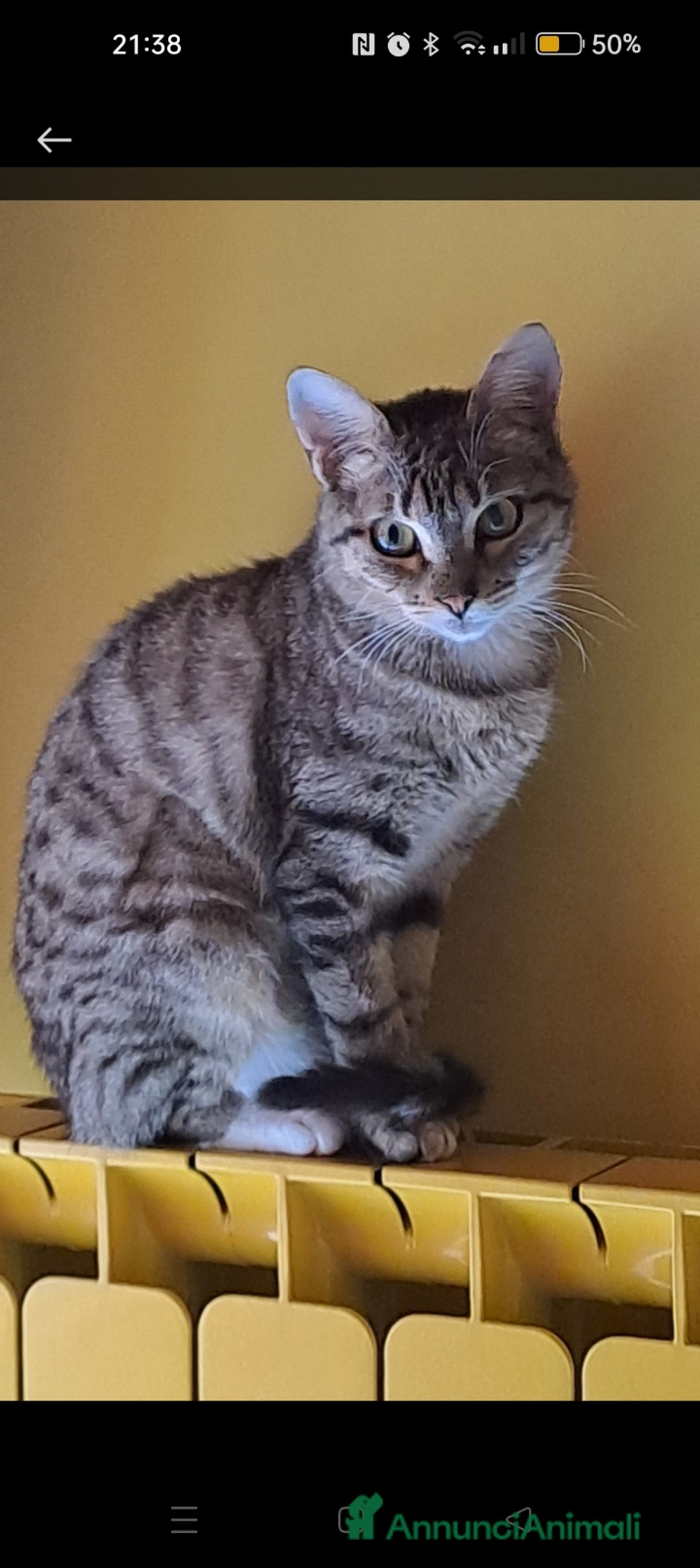 Meticcio gatti in regalo: Sole, dolcissima micia cerca casa  - Annuncio 2