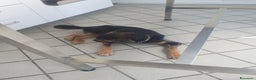 Meticcio cani in regalo: SPINO - Annuncio 7