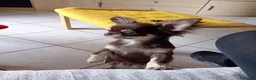 Chihuahua cani in vendita: Ultimo cucciolo Chihuahua disponibile,  a Città Metropolitana di Torino - Annuncio 2