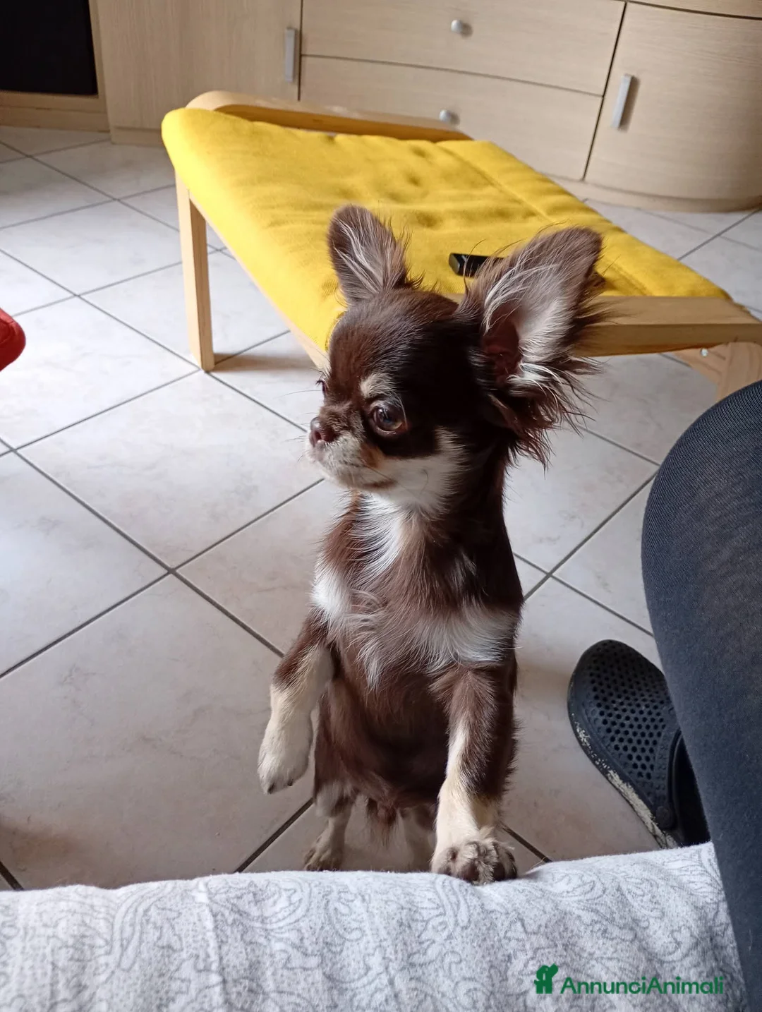 Chihuahua cani in vendita: Ultimo cucciolo Chihuahua disponibile,  a Città Metropolitana di Torino - Annuncio 2