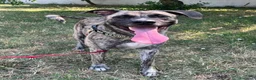 Meticcio cani in regalo: VITO MOLOSSETTO - Annuncio 9