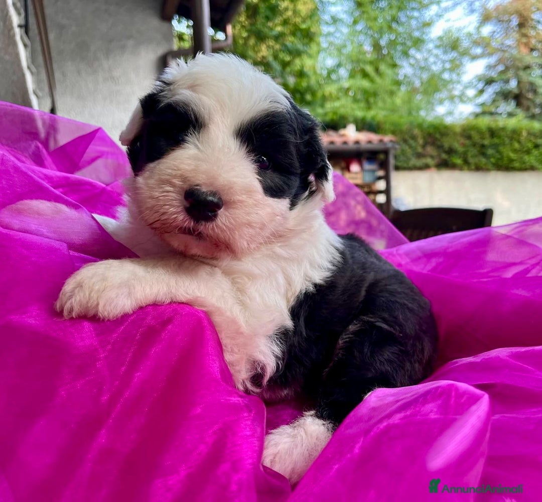 Bobtail cani in vendita: Cuccioli bobtail altissima genealogia  - Immagine 3