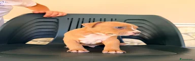 Pitbull 3