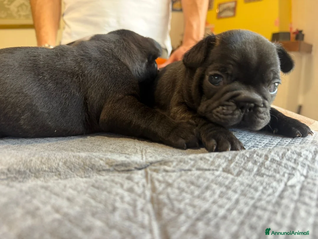 Bulldog Francese cani in vendita: bulldog francese bull dog animali - Annuncio 35