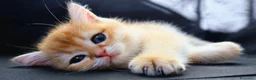 British gatti in vendita: Gattini BRITISH GOLDEN SHORTHAIR  - Annuncio 4