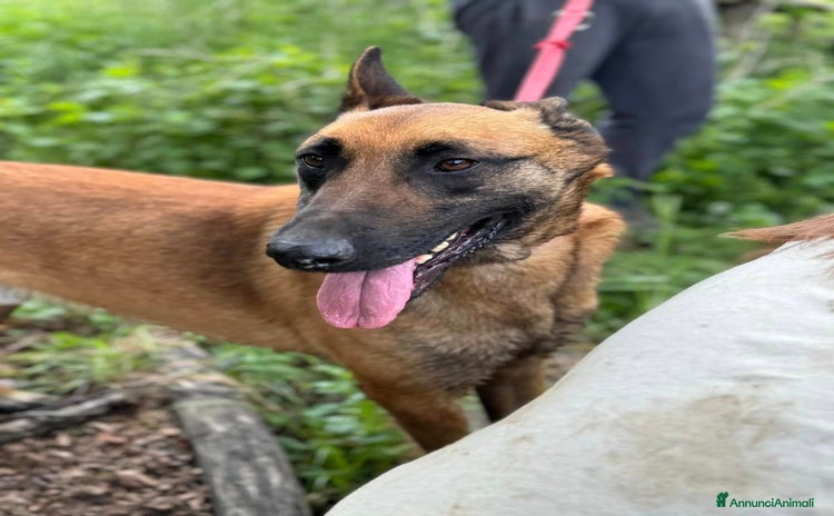 Pastore Belga cani a Città Metropolitana di Firenze - Annuncio 2