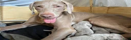 Weimaraner cani in vendita: Vendo cuccioli weimaraner  - Annuncio 4