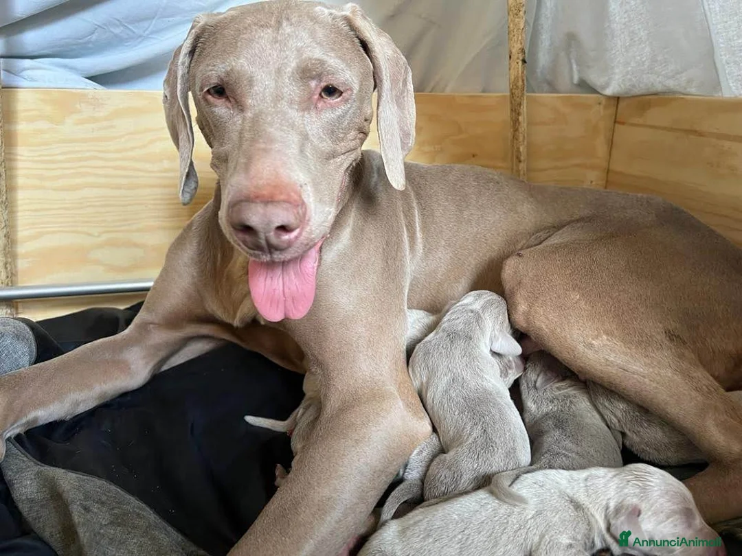 Weimaraner cani in vendita: Vendo cuccioli weimaraner  - Annuncio 5