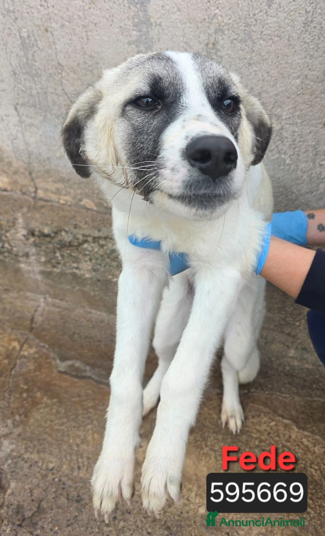 Meticcio cani in regalo: Fede Cristina Maya Ettore Tobia Denis - Annuncio 1