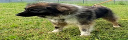 Meticcio cani in regalo: PRUGNA STUPENDA CAGNOLONA - Annuncio 10