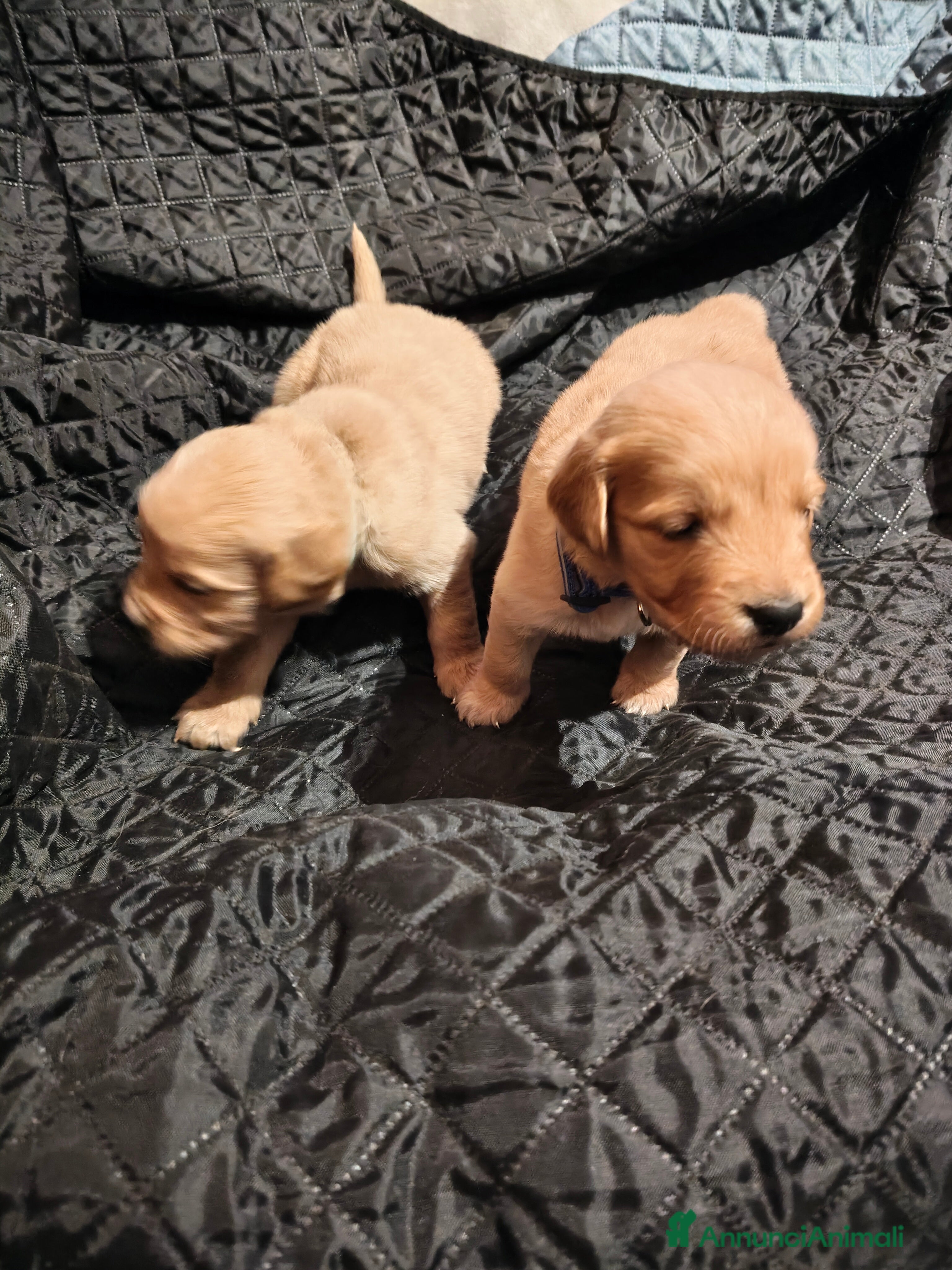 Golden Retriever cani Golden retriever  - Annuncio 9