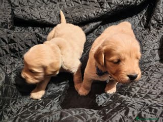 Golden Retriever cani Golden retriever - Annuncio 9