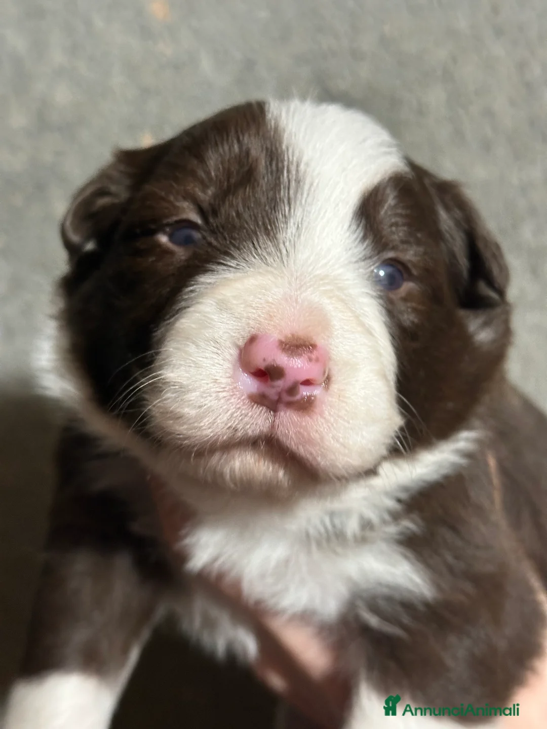 Border Collie cani in vendita: Cuccioli border collie - Annuncio 9
