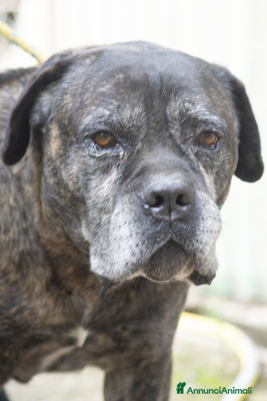Cane Corso cani in regalo: MAMBO SEI VECCHIO NON SERVI PIU' - Annuncio 1