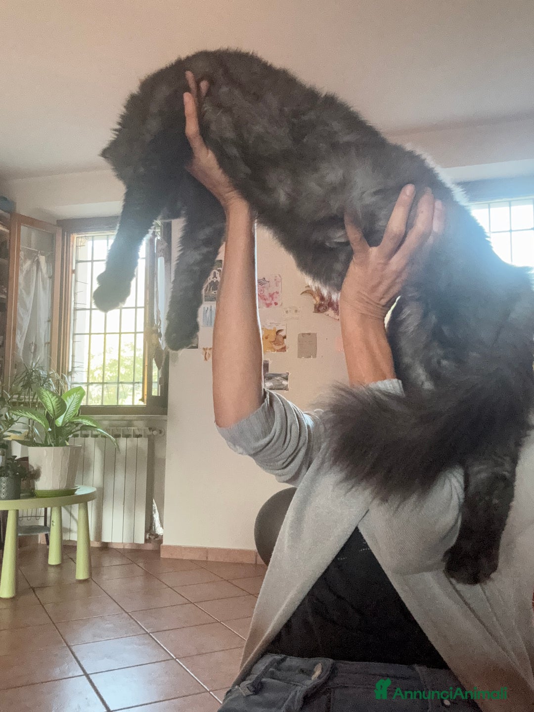 Maine Coon gatti per accoppiamento: Stallone Black smoke Maine Coon Per accopiamento a Provincia di Brescia - Annuncio 8