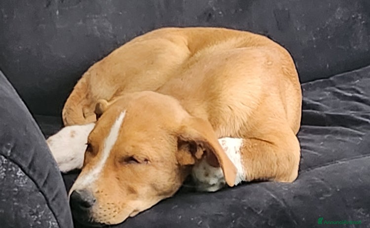 Meticcio cani - Annuncio 1