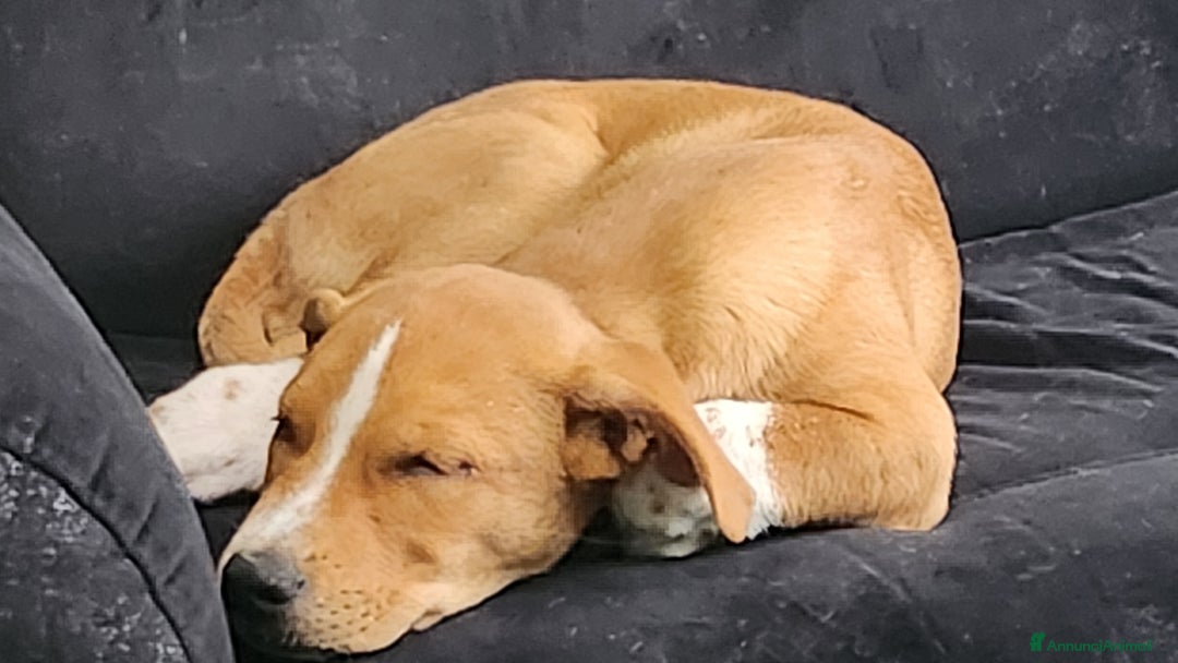 Meticcio cani in regalo: Lucky piccolo meticcio 2/3 mesi - Annuncio 1