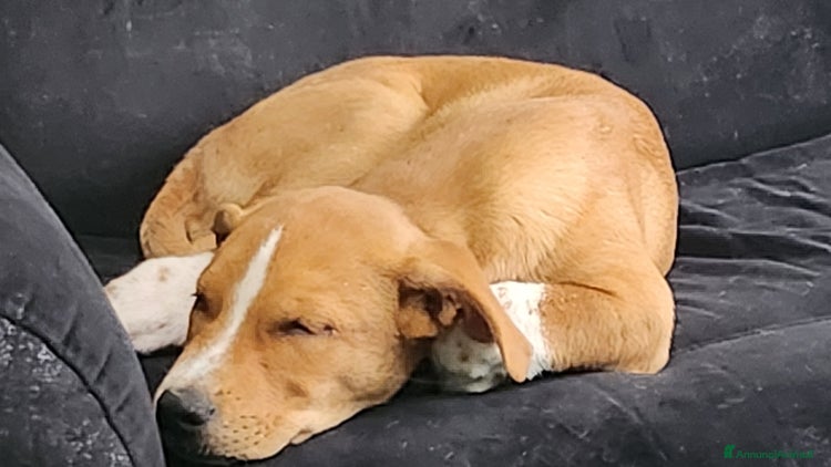 Meticcio cani - Annuncio 1