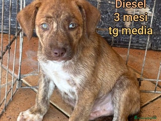 Meticcio cani CUCCIOLI BISOGNOSI IN CERCA D'AMORE! - Annuncio 3