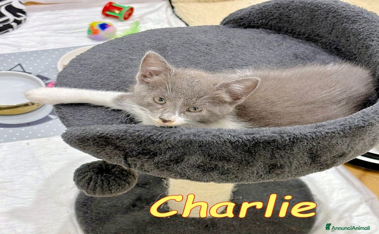 Certosino gatti - Annuncio 6