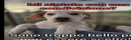 Meticcio cani in regalo: 7cuccioli 3mesi e 1/2 buttati via ..CATANIA SOS  - Annuncio 9