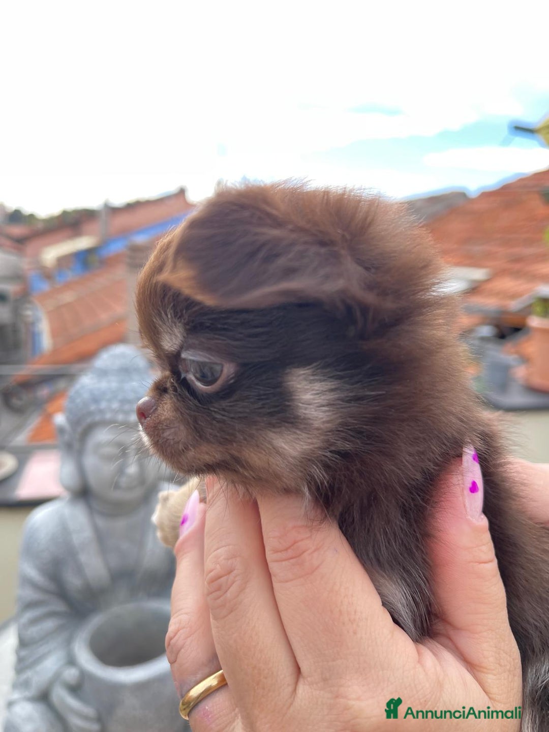 Chihuahua cani in vendita: Chihuahua chocolate Pedigree ENCI - Annuncio 9