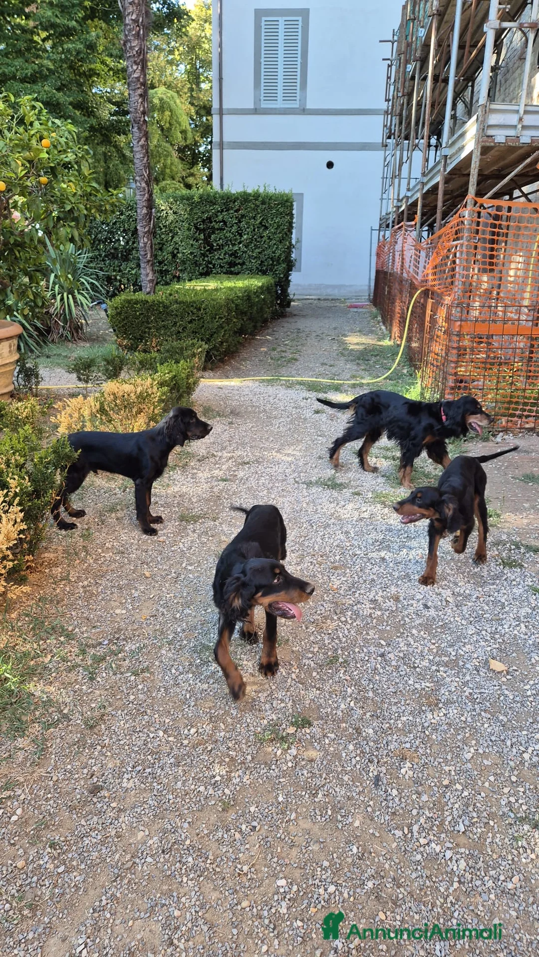 Setter Gordon cani in vendita: Cuccioli di Setter Gordon di altissima genealogia  a Provincia di Siena - Annuncio 5