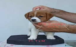 Jack Russell cani in vendita: Cuccioli Jack Russell Terrier con Pedigree a Provincia di Alessandria - Immagine 12