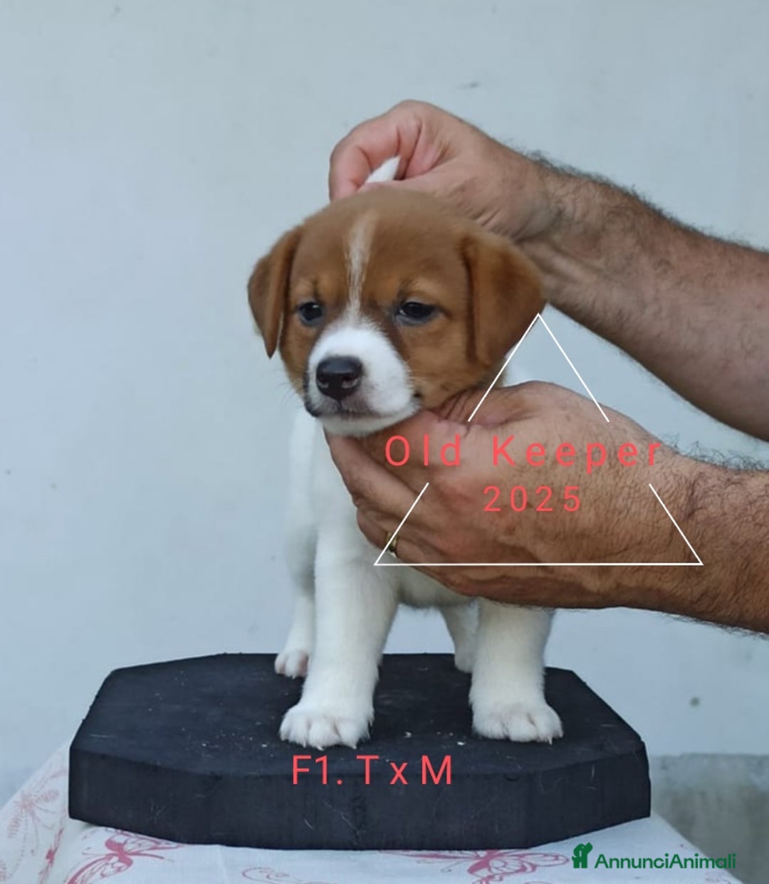 Jack Russell cani in vendita: Cuccioli Jack Russell Terrier con Pedigree a Provincia di Alessandria - Immagine 12