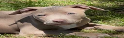 Pitbull cani in vendita: Pit Bull con pedigree, paghi anche a rate  - Annuncio 27