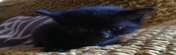 Meticcio gatti in regalo:  Gatto gattino regalo - Annuncio 3