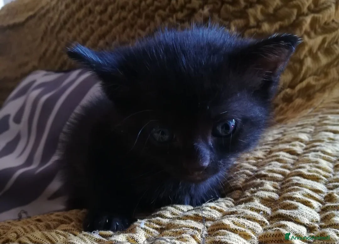 Meticcio gatti in regalo:  Gatto gattino regalo - Annuncio 3