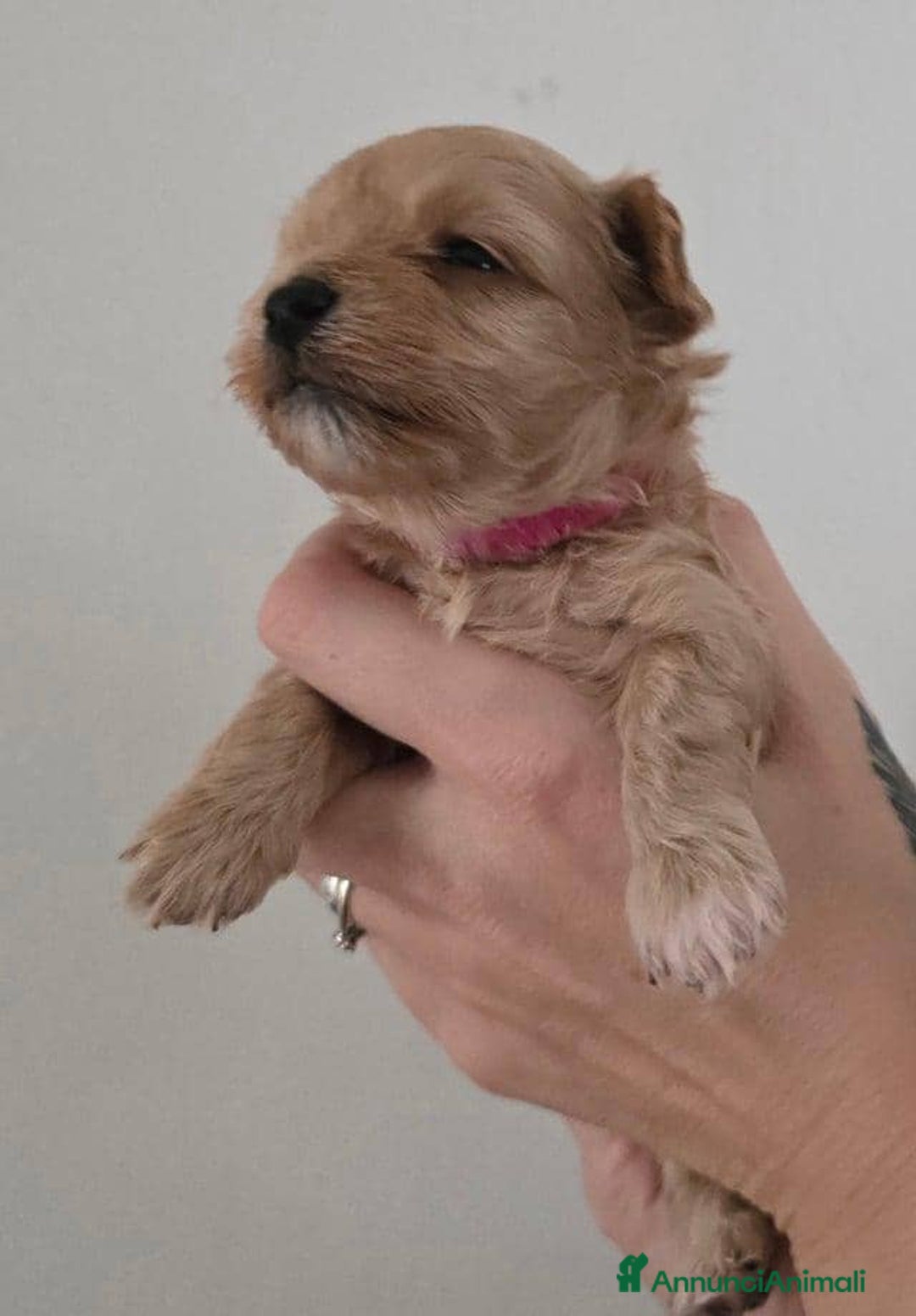 Meticcio cani in vendita: Cuccioli di Maltipoo F1 (2f) - Annuncio 3