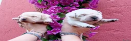 Labrador cani in vendita: Cuccioli di labrador  - Annuncio 12