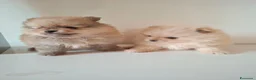 Volpino Pomerania cani in vendita: Cuccioli volpino pomerania  - Annuncio 4