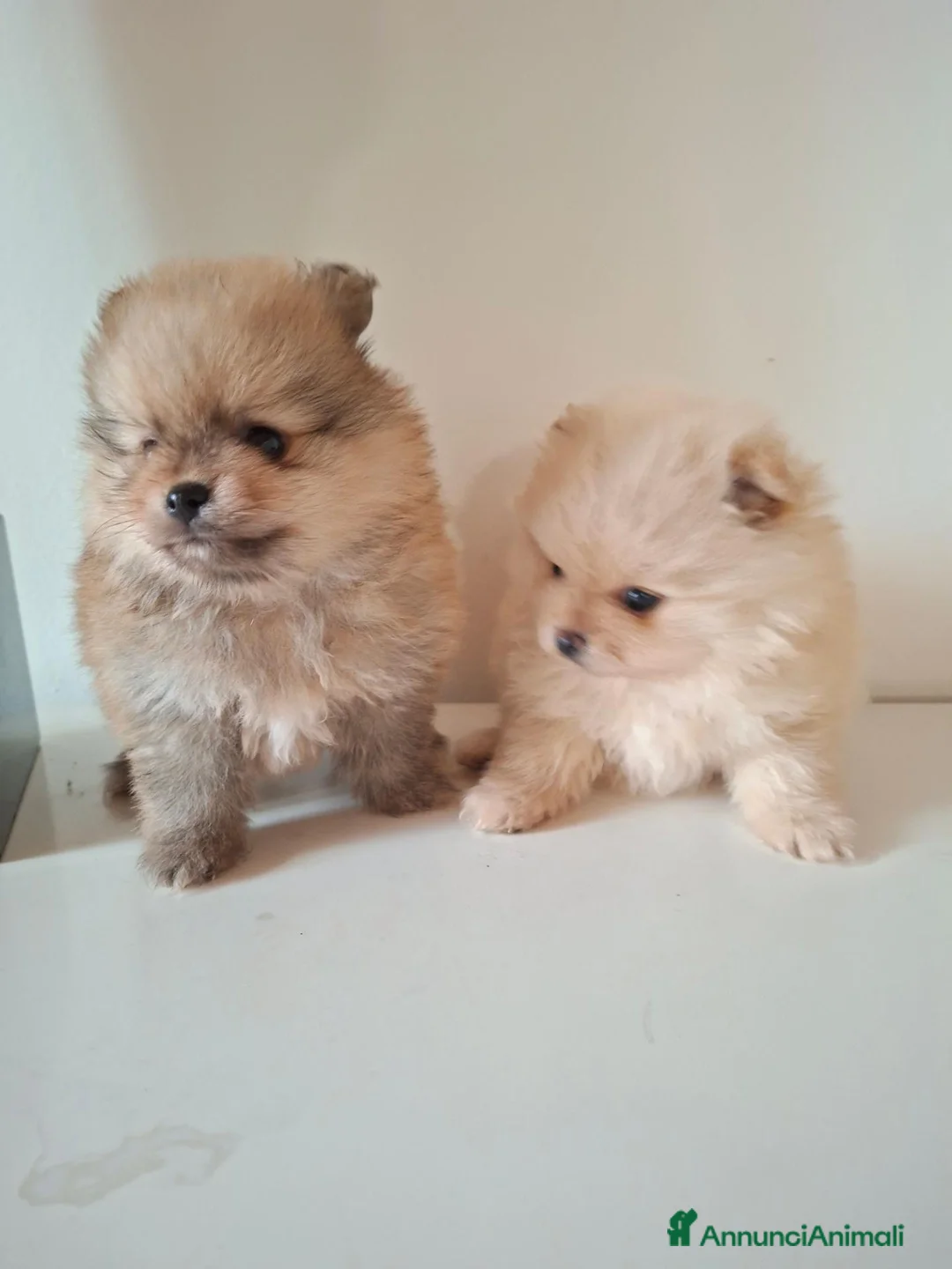 Volpino Pomerania cani in vendita: Cuccioli volpino pomerania  - Annuncio 4