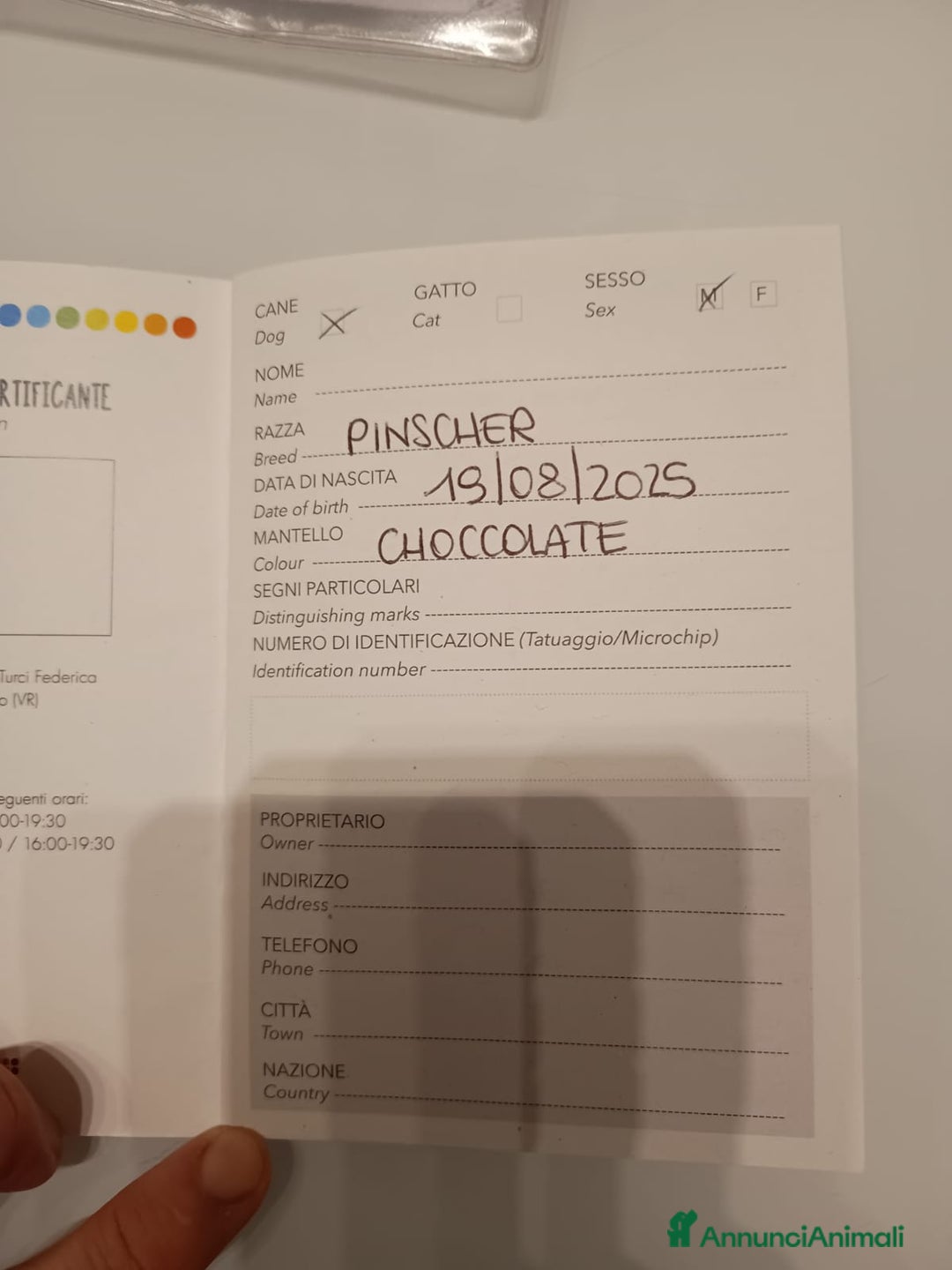 Pinscher Tedesco cani in vendita: Cucciolo di Pincher - Annuncio 5